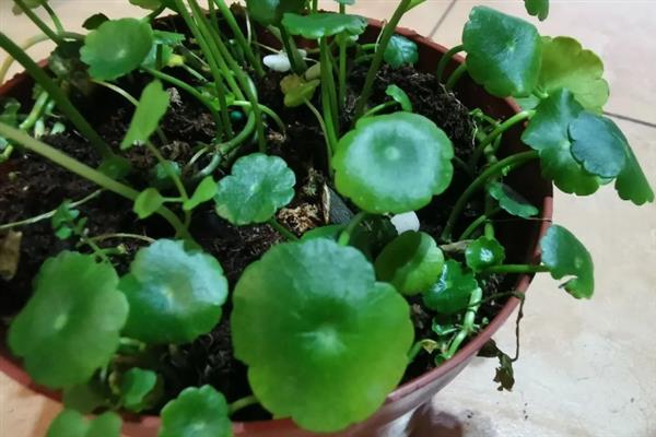 铜钱草的养殖条件，最佳生长温度为10-25℃