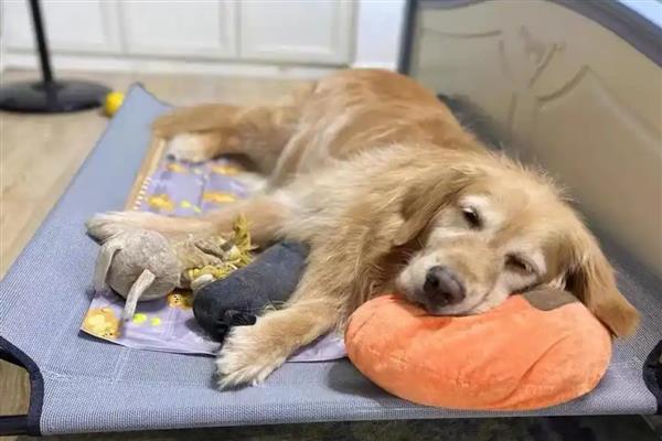 幼犬呕吐不吃东西的原因，可能是环境变更或食物刺激