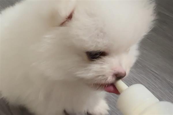 幼犬呕吐不吃东西的原因，可能是环境变更或食物刺激