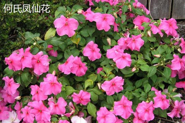 玻璃翠的花期，大多是每年6-10月份