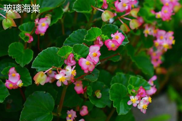 玻璃翠的花期，大多是每年6-10月份