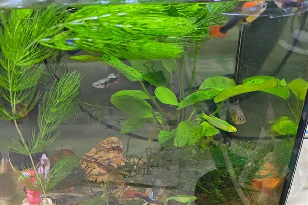 孔雀鱼要不要加热棒，水温较低时需使用加热棒升温