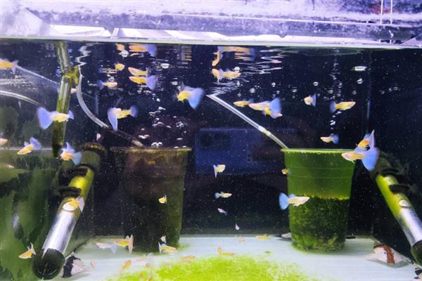孔雀鱼要不要加热棒，水温较低时需使用加热棒升温