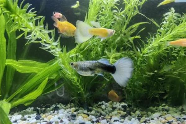 孔雀鱼要不要加热棒，水温较低时需使用加热棒升温