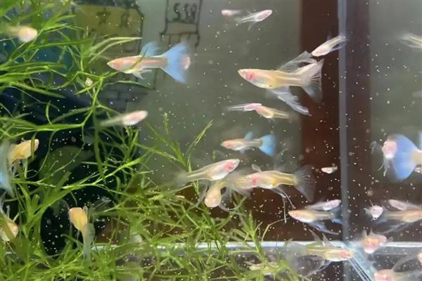 孔雀鱼要不要加热棒，水温较低时需使用加热棒升温