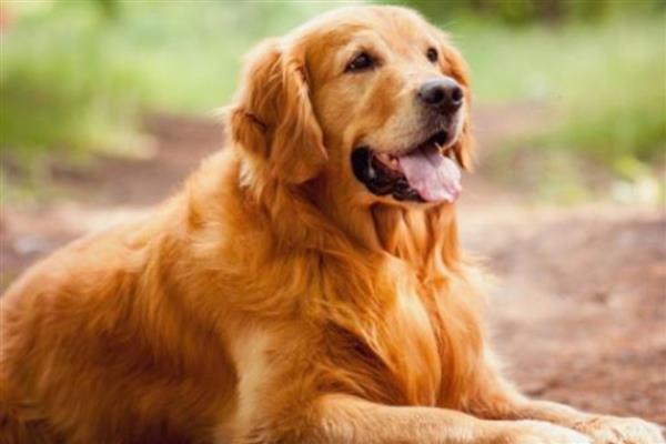 金毛寻回犬的智商，智商排第4名