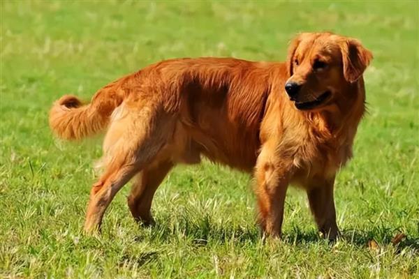 金毛寻回犬的智商，智商排第4名