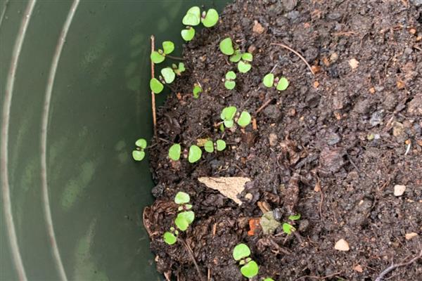 种植紫草需要什么条件，种子萌芽时土壤湿度要保持在20%左右