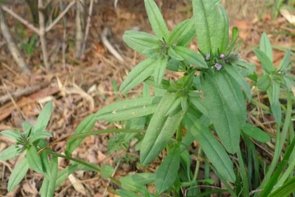 种植紫草需要什么条件，种子萌芽时土壤湿度要保持在20%左右
