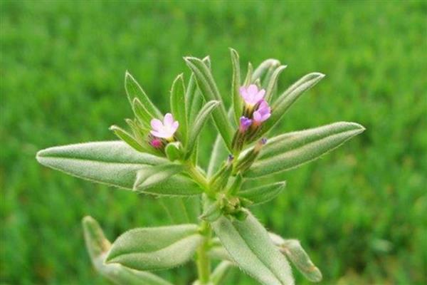 种植紫草需要什么条件，种子萌芽时土壤湿度要保持在20%左右