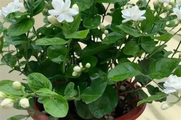 茉莉一年开几次花，一般可以开3次花