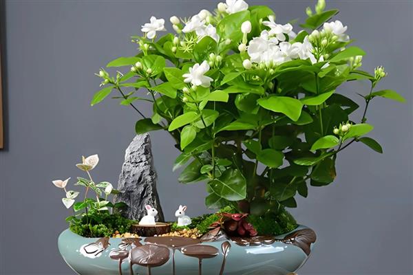 茉莉一年开几次花，一般可以开3次花