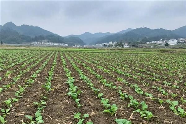 油菜自生苗是什么原因造成的，是当年或隔年遗落在田间的种子发芽