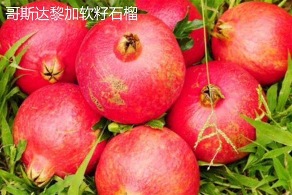 软籽石榴几年可以挂果，通常要大约3-4年