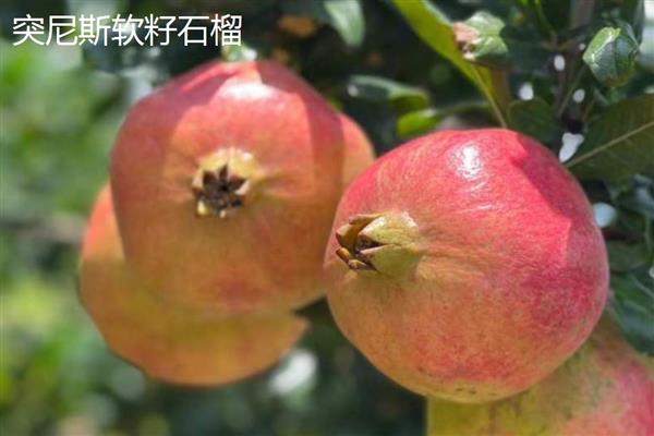 软籽石榴几年可以挂果，通常要大约3-4年