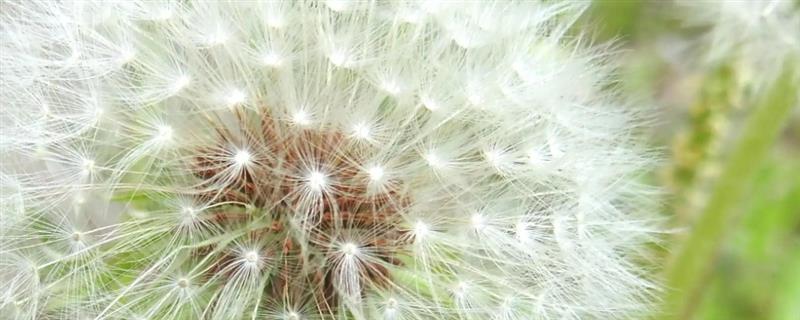 蒲公英传播种子的季节，春季开始传播直到秋季才结束
