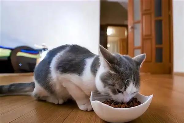 猫咪患上口腔炎的原因，主要是营养不良、缺乏维生素所致