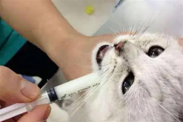 猫咪患上口腔炎的原因，主要是营养不良、缺乏维生素所致