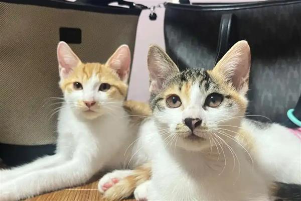 猫咪患上口腔炎的原因，主要是营养不良、缺乏维生素所致