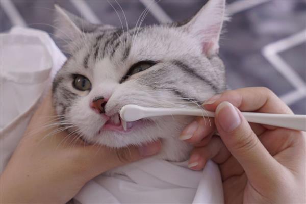 猫咪患上口腔炎的原因，主要是营养不良、缺乏维生素所致