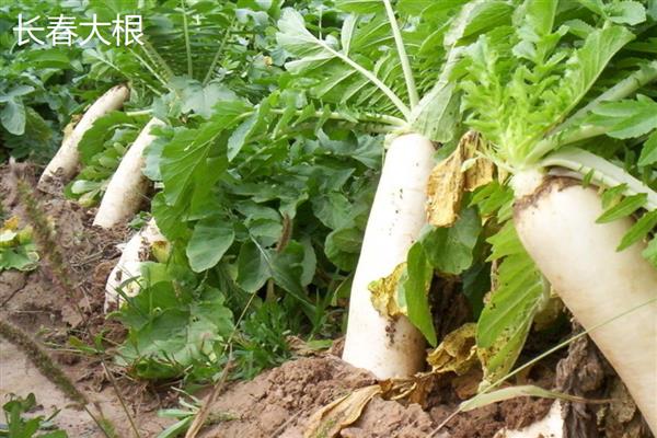白萝卜的品种，有长春大根、白玉大根等