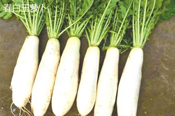 白萝卜的品种，有长春大根、白玉大根等