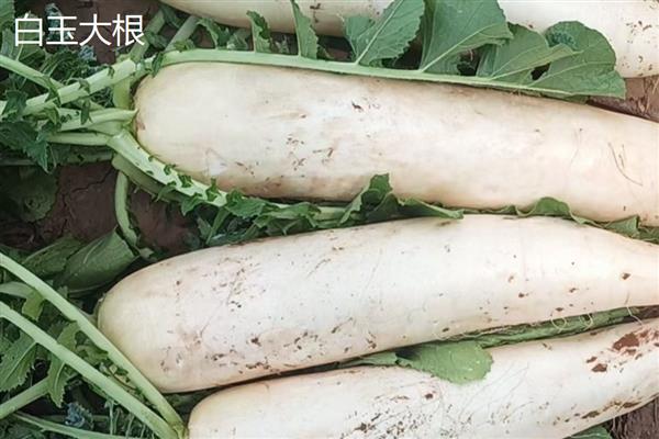 白萝卜的品种，有长春大根、白玉大根等