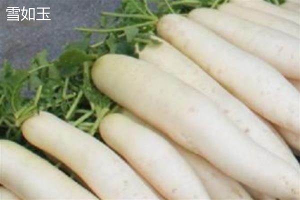 白萝卜的品种，有长春大根、白玉大根等