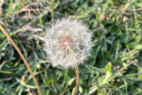 蒲公英传播种子的季节，春季开始传播直到秋季才结束