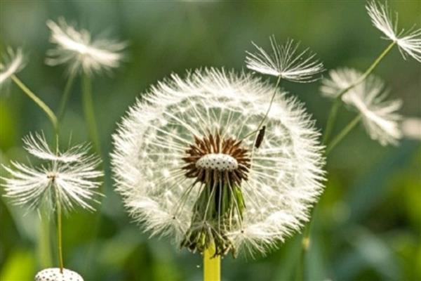 蒲公英传播种子的季节，春季开始传播直到秋季才结束