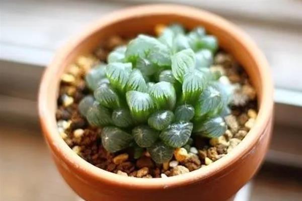 玉露的诱根方法，向土壤中添加生根粉可促进根系生长