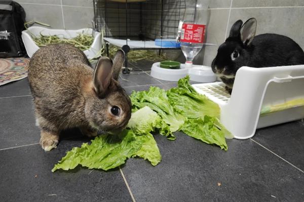 兔子不能吃什么东西，以下13类食物禁止饲喂