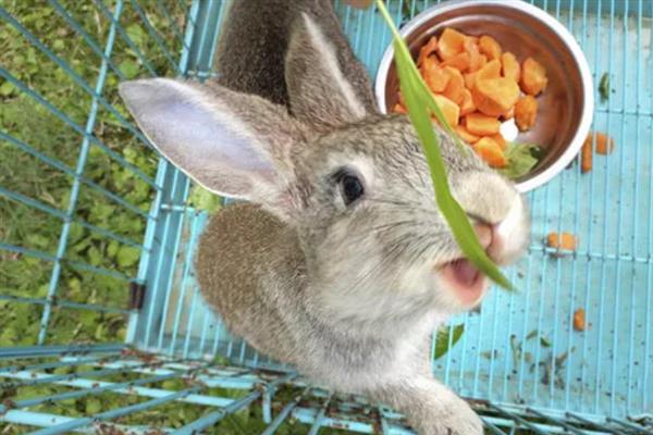 兔子不能吃什么东西，以下13类食物禁止饲喂