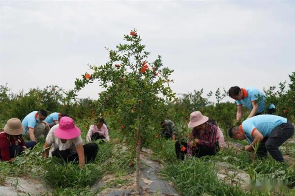 石榴煤污病怎么防治，喷施波尔多液的效果较好
