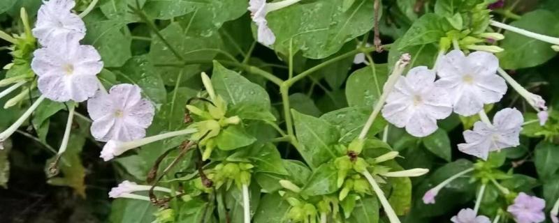 紫茉莉种子有毒吗，紫茉莉种子含有毒