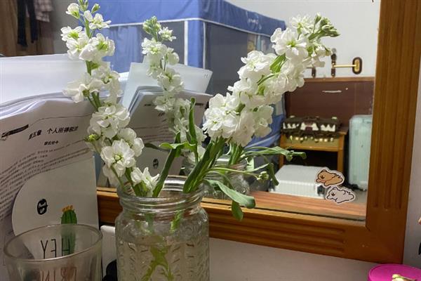 白罗兰有什么花语，具有抓住幸福、珍惜当下等含义