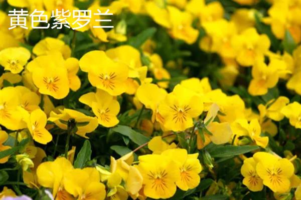 白罗兰有什么花语，具有抓住幸福、珍惜当下等含义