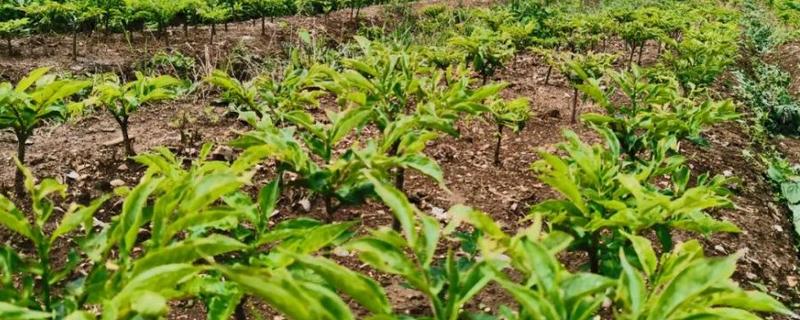 魔芋在几月份种植，最好选择在11月份