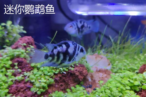 鹦鹉鱼能长到什么程度，通常可达到10-30厘米左右
