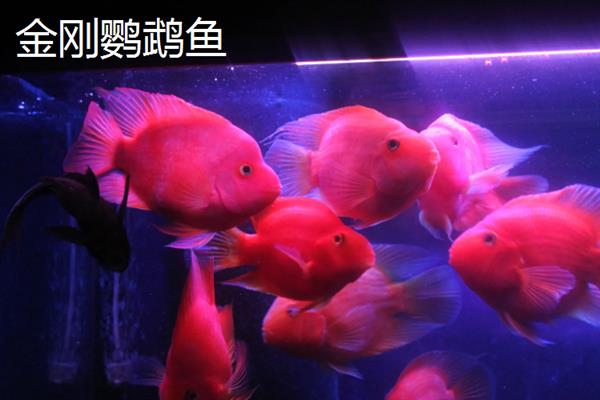 鹦鹉鱼能长到什么程度，通常可达到10-30厘米左右