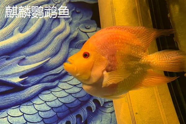 鹦鹉鱼能长到什么程度，通常可达到10-30厘米左右