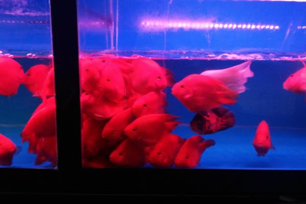 鹦鹉鱼能长到什么程度，通常可达到10-30厘米左右