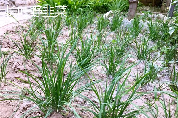 野韭菜的种类，有长叶野韭菜、细叶山韭菜等