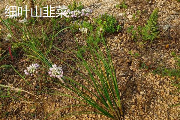 野韭菜的种类，有长叶野韭菜、细叶山韭菜等