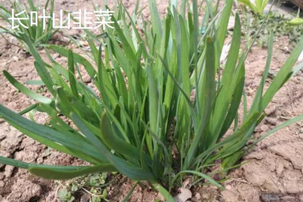 野韭菜的种类，有长叶野韭菜、细叶山韭菜等