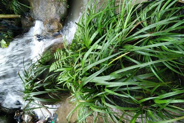 野韭菜的种类，有长叶野韭菜、细叶山韭菜等