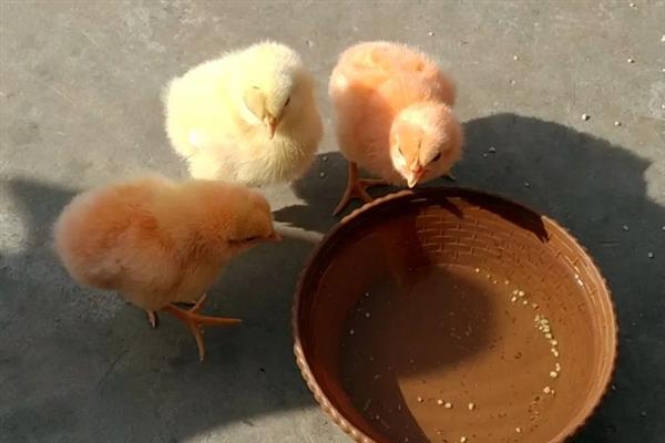 刚买回来的小鸡仔如何养，要先给其饮用稀释后的高锰酸钾