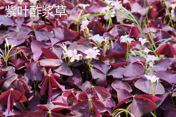 四季酢浆草种球怎么种植，通常在春秋两季进行