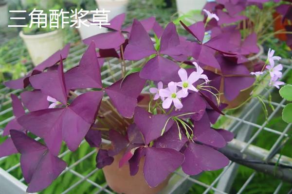 四季酢浆草种球怎么种植，通常在春秋两季进行