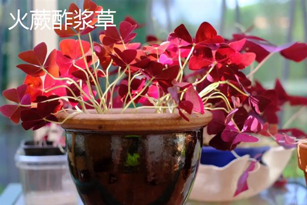 四季酢浆草种球怎么种植，通常在春秋两季进行